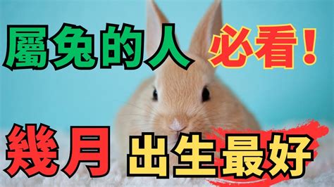 屬兔幾月生好|12生肖農曆幾月出生命最好——生肖兔